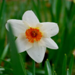 Small-cupped daffodil